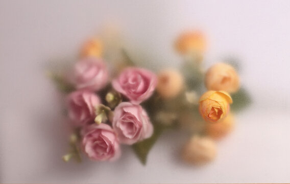 Smoke selected soft focus cream beige pink Rose Flower bouquet through translucent matte frosted glass. Abstract natural blurred grain light fog background.