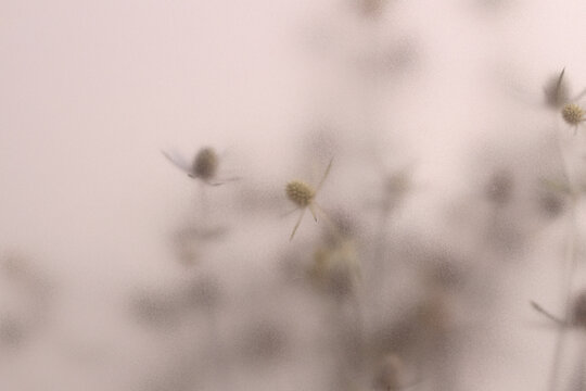 Smoke selected soft focus beige thorn Dry Flower through translucent matte frosted glass. Abstract natural blurred grain light fog background.