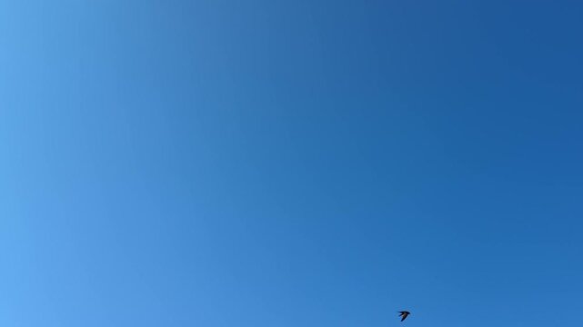 A flight of swallows is flying fast in the sky. 