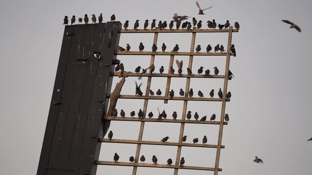 A group of common starlings (Sturnus vulgaris) sitting on the blade of a windmill in Kinderdijk windmill area while some new starlings join them - slow motion