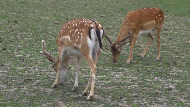 Pair of Male Fallow Deer Bucks on Meadow in Nature Reserve.