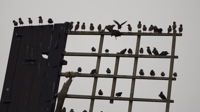  A group of common starlings (Sturnus vulgaris) sitting on the top of a blade of a windmill in Kinderdijk windmill area.