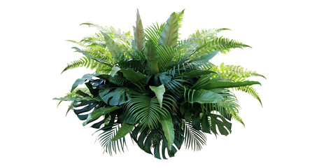Plant leaves Green nature Tropical forest isolated on transparent background - png © Design Zone