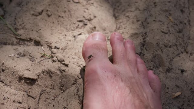 A small house fly perches on a bare human big toe resting in dry sandy ground outdoors. Concept of summer annoyance, insect pest, outdoor discomfort, and nature interaction.