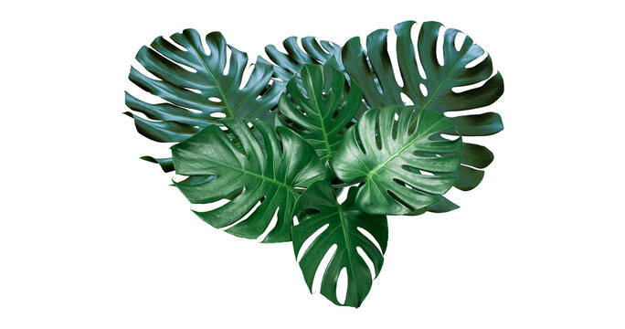 Plant leaves Green nature Tropical forest isolated on transparent background - png