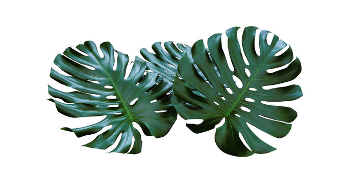 Plant leaves Green nature Tropical forest isolated on transparent background - png