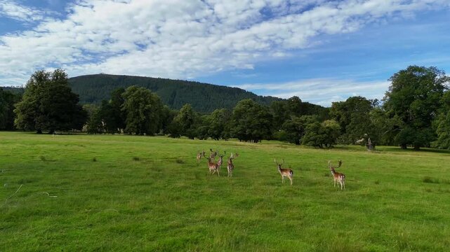 Wide angle footage of large herd of deer running together across green meadow near lush trees under blue sky