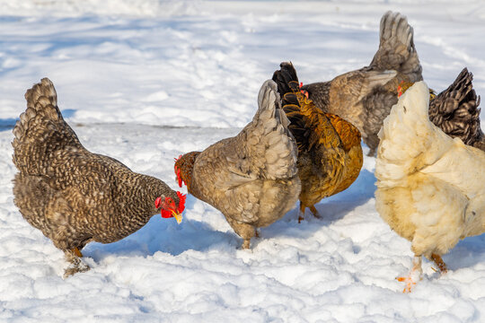 Chickens Foraging in Snowy Outdoor Setting