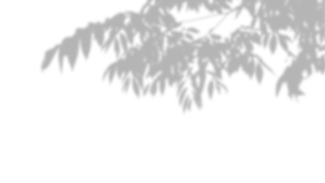 Natural tree leaf shadow overlay isolated on transparent background