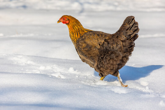 Chicken Walking Through Snow in Winter Sunlight