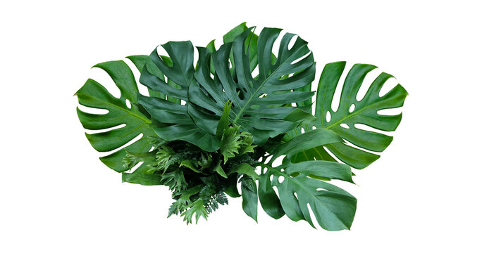 Plant leaves Green nature Tropical forest isolated on transparent background - png