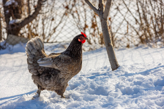 Chicken Standing in Deep Snow on a Sunny Winter Day