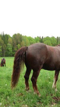 Vertical screen brown horse defecating on a green summer meadow while another horse grazes among trees in a peaceful countryside landscape