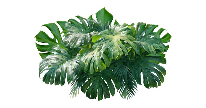 Plant leaves Green nature Tropical forest isolated on transparent background - png
