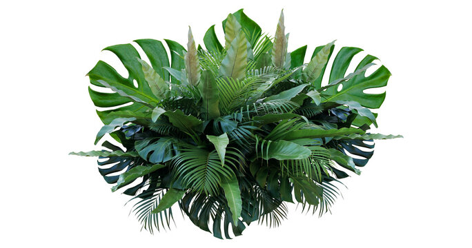 Plant leaves Green nature Tropical forest isolated on transparent background - png