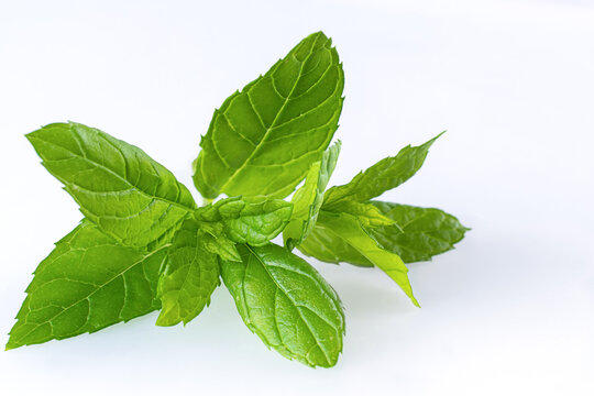 A fresh sprig of green mint or peppermint leaves close up, isolated on a pure white background with light shadows and copy space