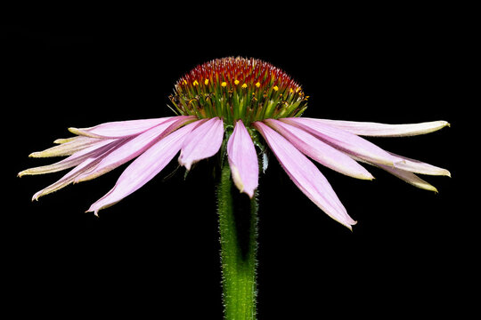 Purple coneflower in side view isolated on black background