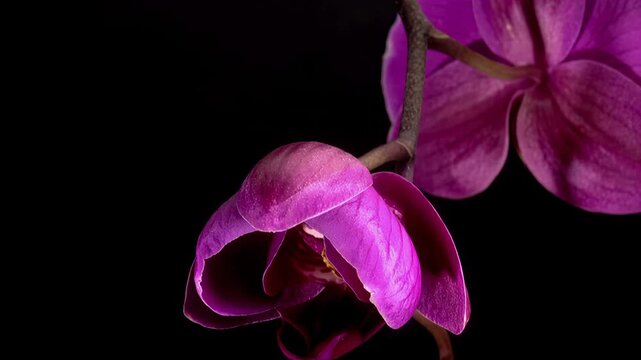 Close-up of a delicate purple orchid blooming against a dark background