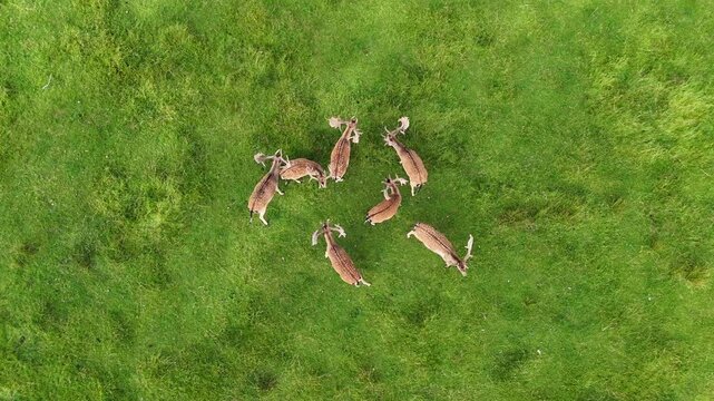 Top down aerial drone video of fallow deer bucks with large antlers grazing together in green pasture