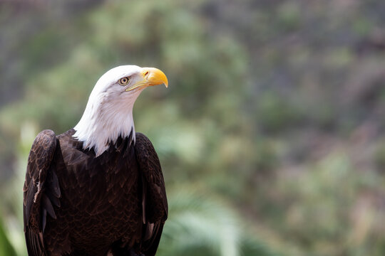 Close up of a bald eagle (haliaeetus leucocephalus) perching on a falconers hand