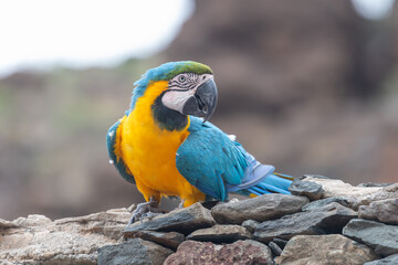 Portrait of a blue and yellow macaw (ara ararauna) perching on a wall © tom