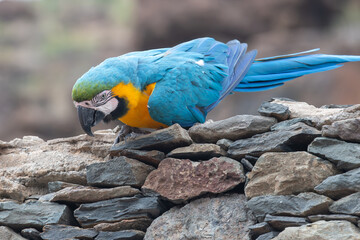 Portrait of a blue and yellow macaw (ara ararauna) perching on a wall © tom