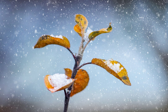 Autumn leaves under falling snow during first winter snowfall