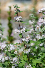 Fototapeta premium White caryopteris flowers in bloom