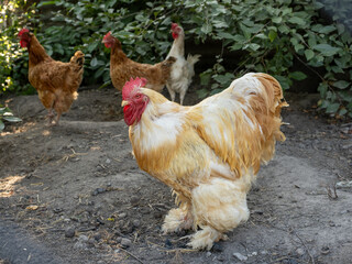 Free-Range Rooster and Hens in Rustic Backyard Chicken Coop Scene in Summer Sunlight © Michał Kiełbicki