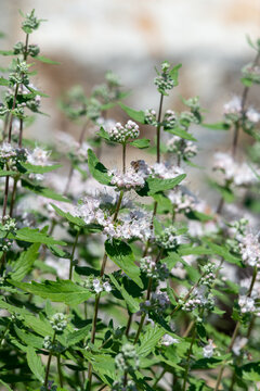White caryopteris flowers in bloom