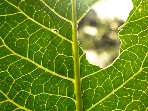 Macro Green Leaf With Prominent Veins And Sunlit Hole Showing Veination And Natural Texture