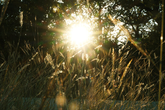 Fall season grasses in a Texas landscape during sunset