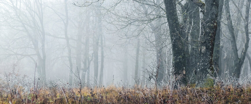 Foggy winter forest with bare trees and frost on grass