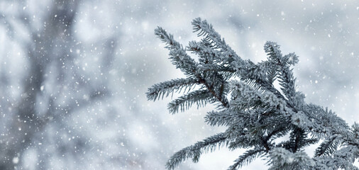 Coniferous branch covered with snow during snowfall in winter © Iryna