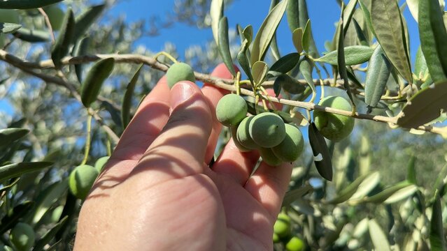 Close up view of vibrant green olive branch foliage against bright natural daylight, suggesting fresh harvest or Mediterranean setting, perfect for culinary themes or rustic backdrops