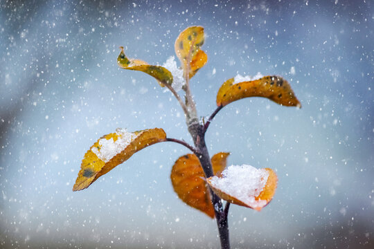 Autumn leaves under falling snow during first winter snowfall