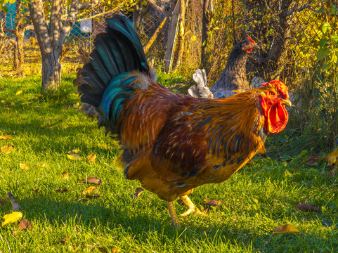 Close-up of a Colorful Rooster Walking in Autumn Sunlight