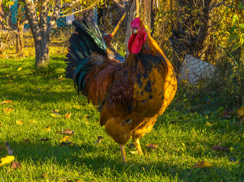 Colorful Rooster Standing on Grassy Lawn in Autumn