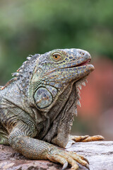 Fototapeta premium Head shot of a green iguana (iguana iguana)