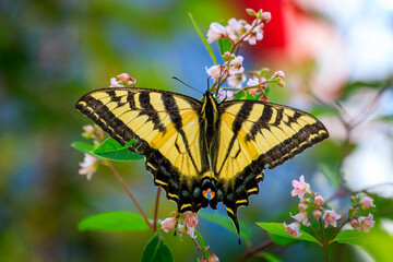 Western Tiger Swallowtail butterfly (Papilio rutulus) © Richard