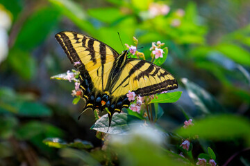 Western Tiger Swallowtail butterfly (Papilio rutulus) © Richard