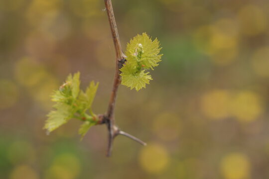 nuove foglie in un vigneto in primavera
