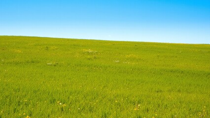 Fototapeta premium Vast Rolling Green Hill Under Clear Blue Sky