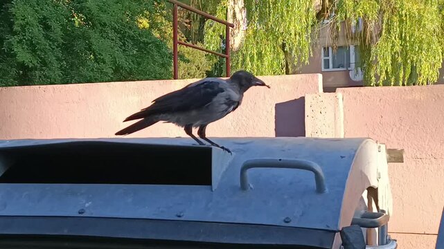 A crow eats on a dark gray trash can, leaning forward and peering inside, against a pink wall with green leaves. Foliage and willow branches.