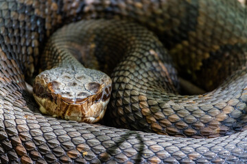 Obraz premium Coiled Rattlesnake with Detailed Diamond-Patterned Scales