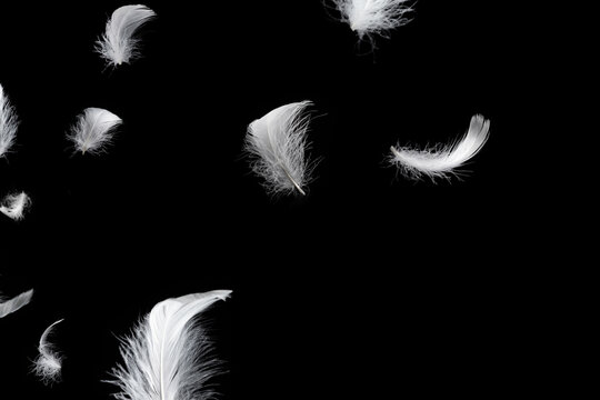 White feather isolated on a black background.
