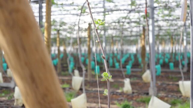 Young orchard sapling inside greenhouse with protective sleeves and blurred growing rows