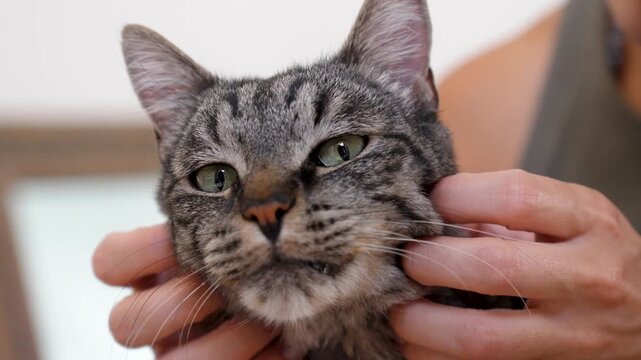 Grey tabby cat frontal facing forward while being gently petted indoors in soft natural light close-up