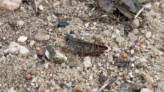 Eine braune Heuschrecke, Grash&uuml;pfer auf kargen Boden.