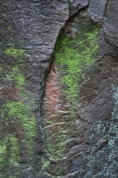 Gelbe Leuchtflechten auf einem Felsen